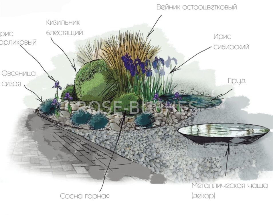 0610 �������� ����� (Festuca glauca)